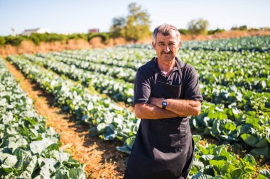 Bir orta yaş erkek çapraz elle bir sera salata lahana sebze hasat görünümünü. Tarım