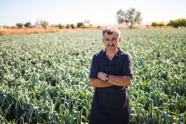 Bir orta yaş erkek çapraz elle bir sera salata lahana sebze hasat görünümünü. Tarım