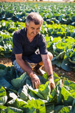 Bir sera salata lahana sebze hasat bir orta yaş erkek bakış. Tarım