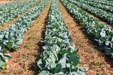 Organik tarım, kereviz lahana serada büyüyor. Sera