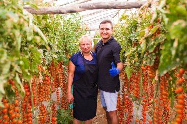 Anne ve oğlu kiraz domates hasat sera aile işinde kontrol edin