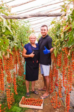 Anne ve oğlu kiraz domates hasat sera aile işinde kontrol edin