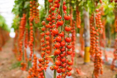 Kırmızı kiraz domates bir sera içinde demet