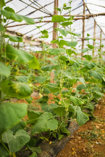 Komkommers groeien in de kassen van de film. De snelle groei in de zomer. Landbouw — Stockfoto