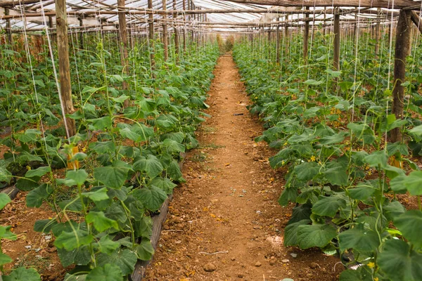 Okurky, pěstování ve sklenících filmu. Rychlý růst v létě. Zemědělství — Stock fotografie