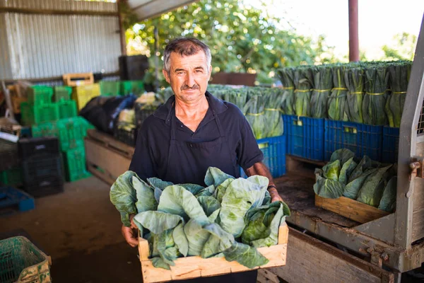 Middle age Man with boxes of Organic Leek Plants before sales on market from greenhouse — Stock Photo, Image