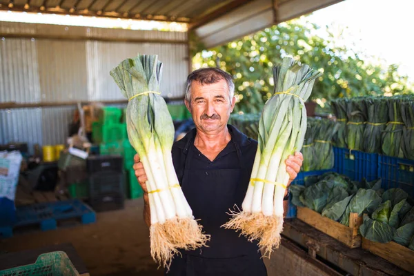 Orta yaş erkek sera piyasadan satış önce organik pırasa bitkilerin kutularıyla