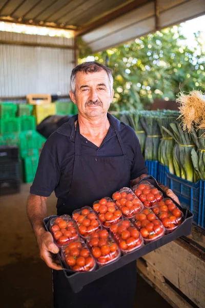 Muž středního věku farmář shromažďuje cherry rajčata s nůžkami sklizeň připravené v krabicích na prodej v rodinném podniku skleníkových — Stock fotografie