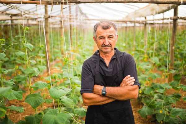 Orta yaş bir sera çapraz eller salatalık sebze adamla. Tarım
