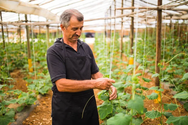 Medelålders man mognande gurkor på hängande stjälk i växthus. Jordbruk — Stockfoto