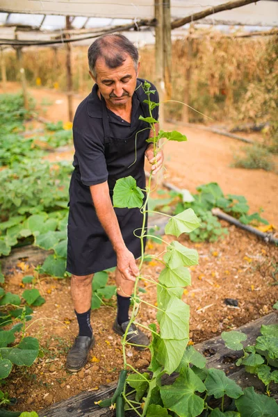 Medelålders man mognande gurkor på hängande stjälk i växthus. Jordbruk — Stockfoto