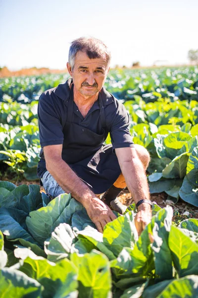 Orta yaş erkek bir sebze bahçesinde organik salata lahana ile. Tarım