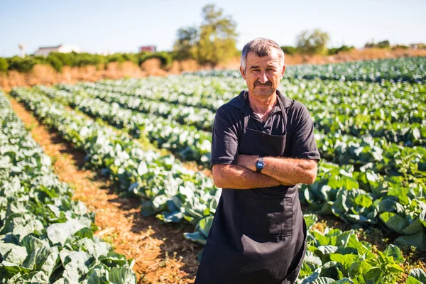 Bir orta yaş erkek çapraz elle bir sera salata lahana sebze hasat görünümünü. Tarım