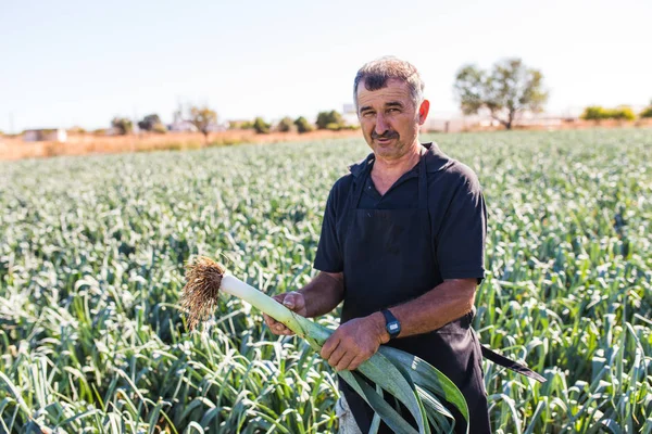 Bir sera pırasa sebze hasat bir orta yaş erkek bakış. Tarım