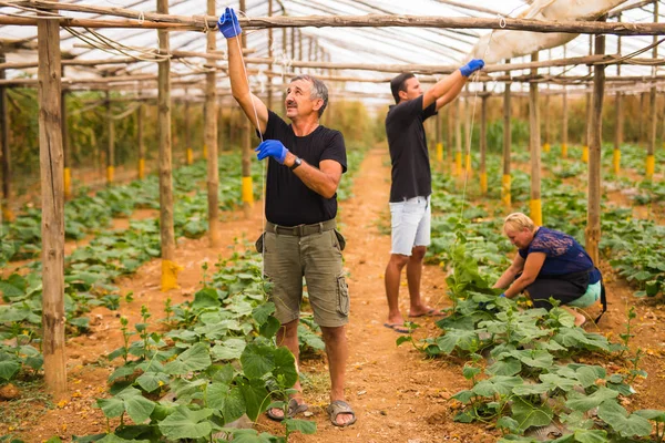 Tarım, bahçecilik, tarım ve insan kavramı - bitkiler ve salatalık fide tarım sera çalışan mutlu bir aile. Aile şirketi
