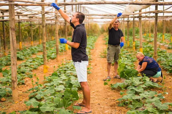 Tarım, bahçecilik, tarım ve insan kavramı-aile hasat salatalık sera