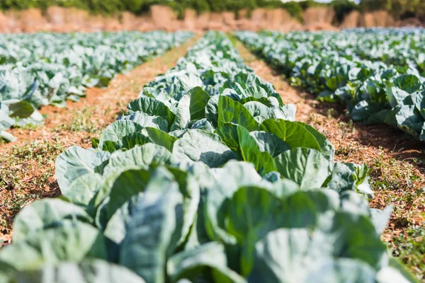 Organik tarım, kereviz lahana serada büyüyor. Sera