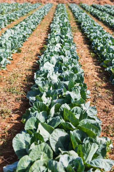 Organik tarım, kereviz lahana serada büyüyor. Sera