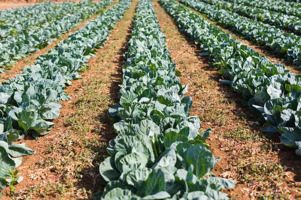 Organik tarım, kereviz lahana serada büyüyor. Sera
