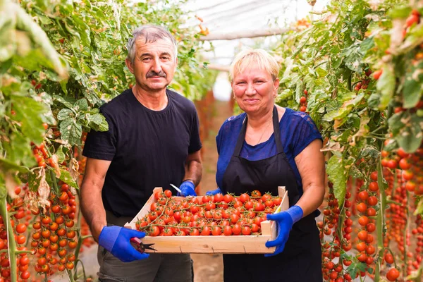 Tarım, bahçecilik, orta yaş ve insanlar kavramı - kadın kıdemli ve kırpma grubundaki sera, cherry domates hasat adam