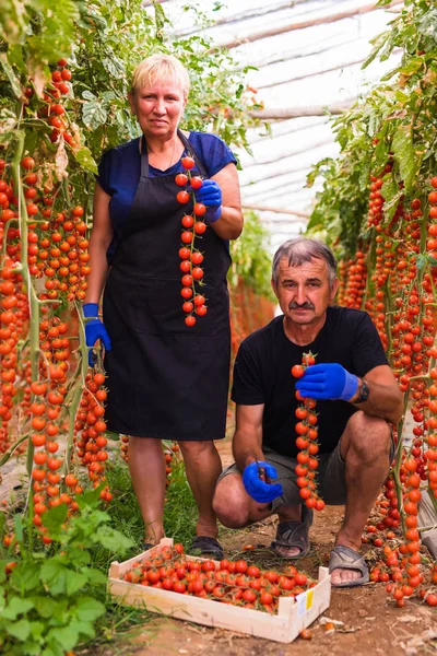 Tarım, bahçecilik, orta yaş ve insanlar kavramı - kadın kıdemli ve kırpma grubundaki sera, cherry domates hasat adam. Aile şirketi.