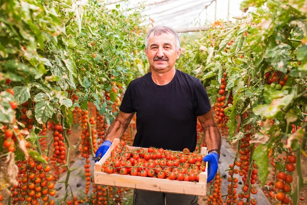 Sera colected kiraz domates hasat sera kamerada bir kutusuna olgun adam