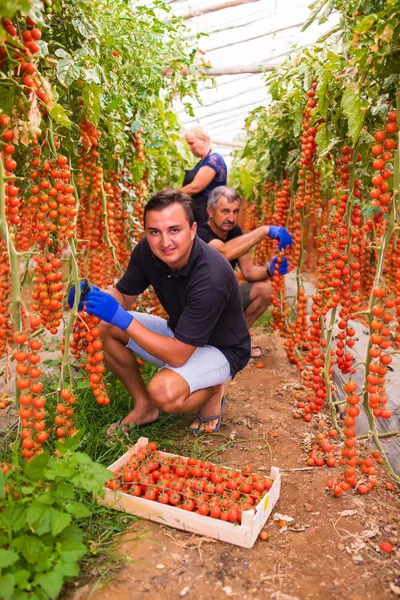 Zemědělství, zahradnictví, středního věku a lidé koncepce - starší žena a muž, som sklizeň plodin cherry rajčata ve skleníku na farmě — Stock fotografie