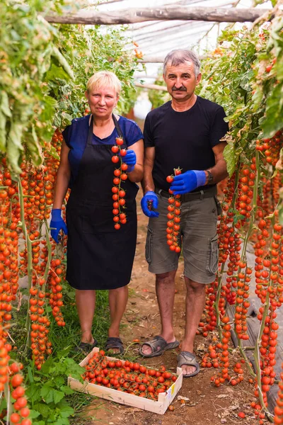 Tarım, bahçecilik, orta yaş ve insanlar kavramı - kadın kıdemli ve kırpma grubundaki sera, cherry domates hasat adam. Aile şirketi.