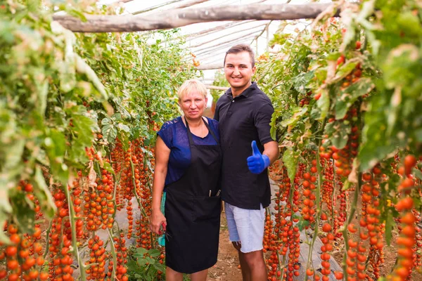 Anne ve oğlu kiraz domates hasat sera aile işinde kontrol edin