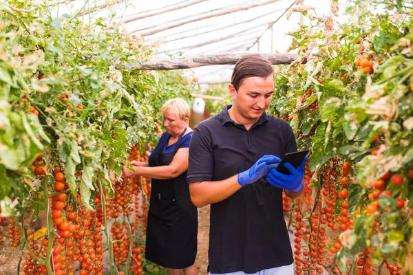 Anne ve oğlu tablet onay online sipariş ile sera içinde kiraz domates hasat kontrol edin. Aile şirketi