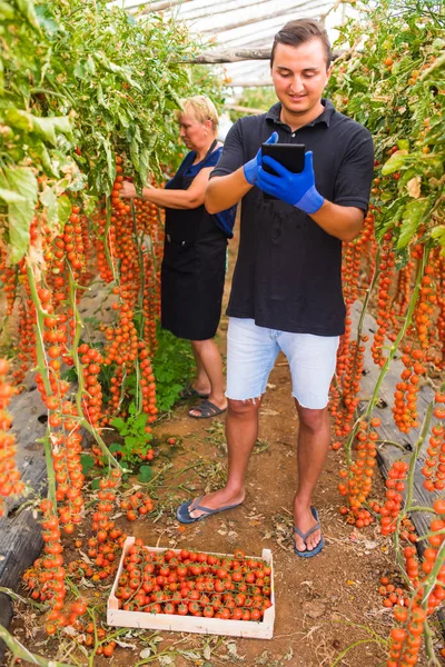 Mor och son med tablett kontrollera online beställningar av skörden av körsbär tomat i växthus familjeföretag — Stockfoto