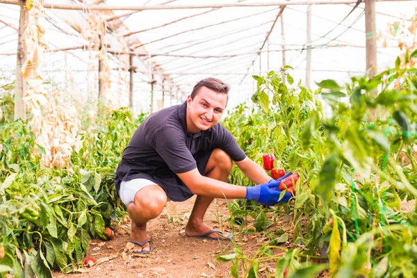 Unga bonden man kontrollera hans paprika plantage i växthuset — Stockfoto