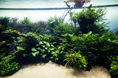 Aquascaping güzel tropikal tatlı su akvaryumu dikti. Aquaworld