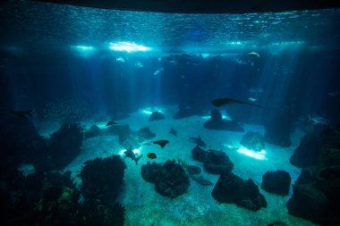 Ocean Fish ve Aqua World ile Lizbon Oceanario, Portekiz, Avrupa