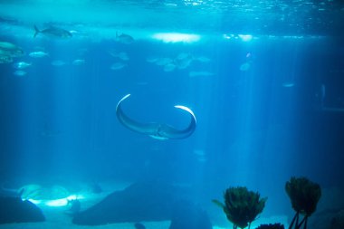 Akvaryumda elektrik ışını balığı. Mavi suda kramp-balık. Dünya altında okyanus.