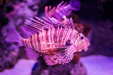 Gözlem Lizbon için akvaryum içinde okyanus balık dünya