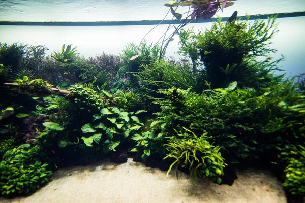 美丽种植的热带淡水水族馆的水上运动。水上运动 — 图库照片