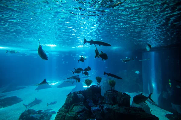 Oceanario of lisbon mit meerfisch und aqua world, portugal, europa — Stockfoto