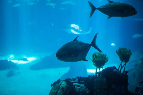 Peces nadando en un arrecife con acuario de agua azul del océano . — Foto de Stock