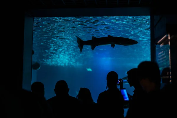 Siluetas de visitantes, personas en un acuario con peces . — Foto de Stock