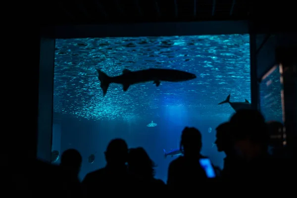 Siluetas de visitantes, personas en un acuario con peces . — Foto de Stock