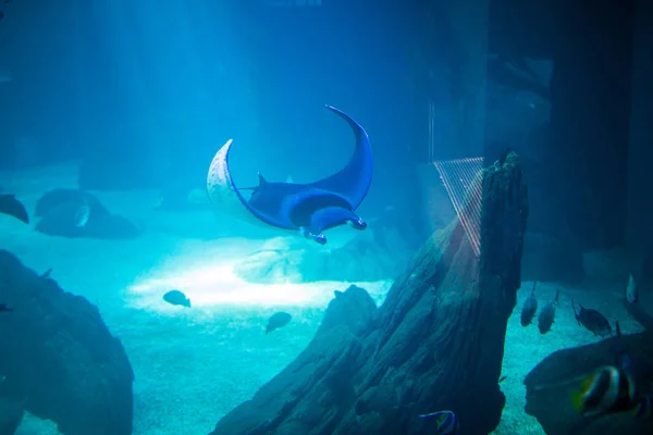 Peces rayo eléctricos en el acuario. Calambres en agua azul. Océano bajo mundo . — Foto de Stock