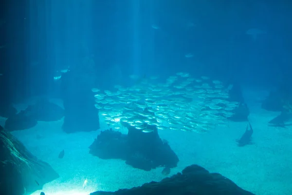 Große Fische in einem großen Aquariumbecken. lisbon aquarium. — Stockfoto