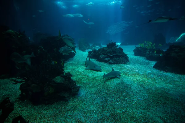 Ocean świata olbrzymie ryby w akwarium dla obserwacji. — Zdjęcie stockowe