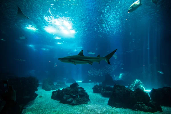 Ocean świata olbrzymie ryby w akwarium dla obserwacji. — Zdjęcie stockowe