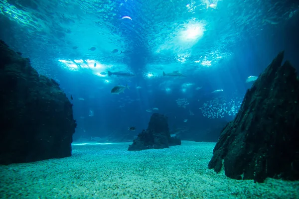 为观察水族馆海洋巨鱼世界. — 图库照片