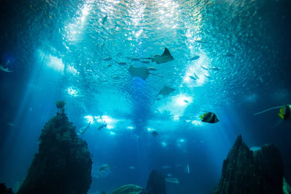 Mundo de peces gigantes del océano en acuario para observación . — Foto de Stock