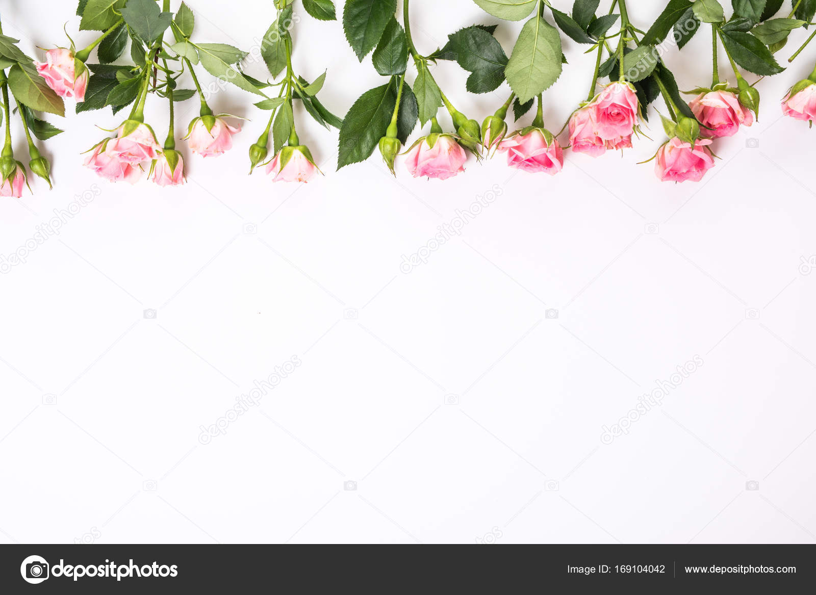 Pink blooming fresh roses from up borders isolated on white background ...