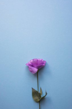 Şık çiçek arka plan mavi ahşap arka plan üzerinde mor eustoma.