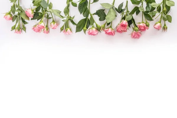Розовый цветут свежие розы от границ, изолированных на белом фоне — стоковое фото